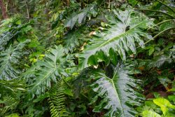 Philodendron giganteum (Regenwaldbiom)