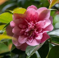 Gefüllte Kamelienblüte