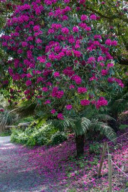 Purpur-Rhododendron