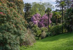 Blick in den Dschungel-Garten