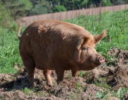 Tamworth-Schwein