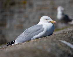 Silbermöwe