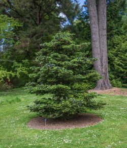 Koreatanne (Abies koreana) im Arboretum ("Carcaddon")
