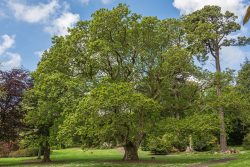 Traubeneiche (Quercus petrea) im Arboretum ("Carcaddon")