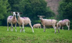 Frisch geschorene Schafe