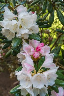 Rhododendron