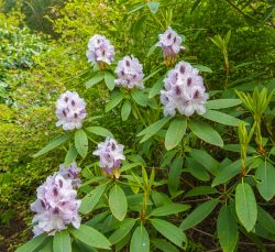 Rhododendron