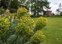 Wolfsmilch im "Keep Garden", dahinter das "Folly"