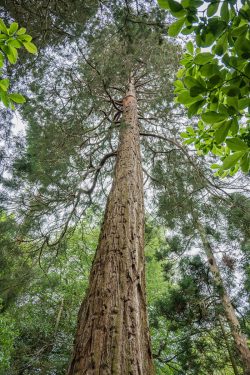 Riesen-Sequoia