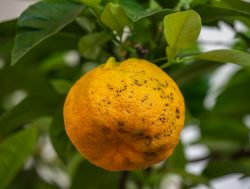 Gekrönte Bitterorange