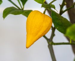Birnenförmige Zitronatzitrone