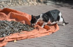 Die Katze kostet schon einmal vom getrockneten Fisch