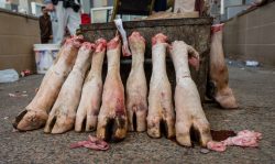 Auf dem Fleischmarkt