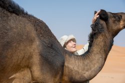 Zutrauliche Kamelstute