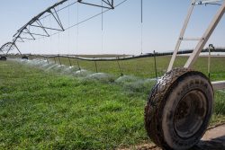 Bewässerung für Grasanbau
