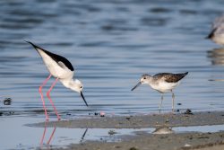 Stelzenläufer, Grünschenkel