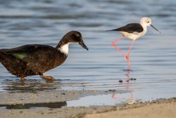 Moschusente? mit Stelzenläufer