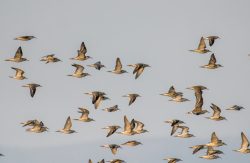 ein Schwarm Alpenstrandläufer im Überwinterungsgebiet