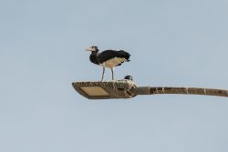 Abdimstorch (Ciconia abdimii)