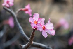 Blüten des Flaschenbaums
