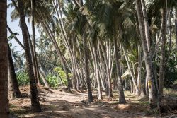 Kokos- und Bananenplantage