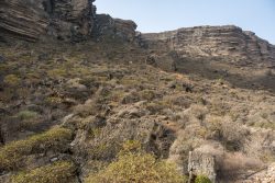 Abhang mit Weihrauchbäumen