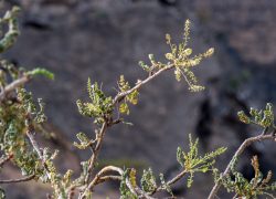 Weihrauchbaumblüten