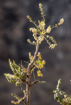 Weihrauchbaumblüten