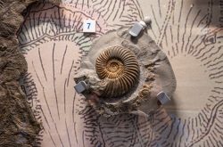 Ammonit: Caenisites turneri, Unterjura, 200 - 190 Mio Jahre