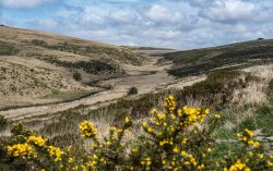 Ein Tälchen im Dartmoor