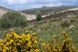 Dartmoor mit Ginster und "Tors"