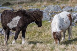 Dartmoor Ponys