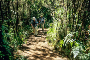 Am Anfang geht's durch den Regenwald