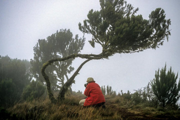 Nebelstimmung mit Baumheide