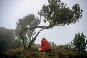 Nebelstimmung mit Baumheide