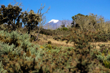 Baumheide-Landschaft