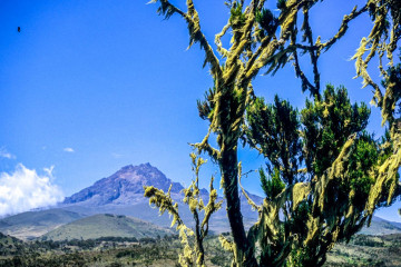 Baumheide vor dem Mawenzi-Gipfel