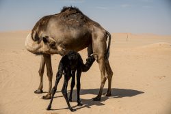 Kamelstute mit Fohlen