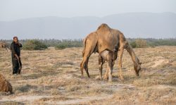 Kamelstute mit Fohlen, Hirte